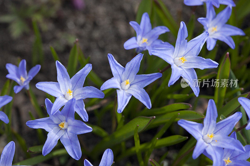 雪之华(Chionodoxa forbesii)